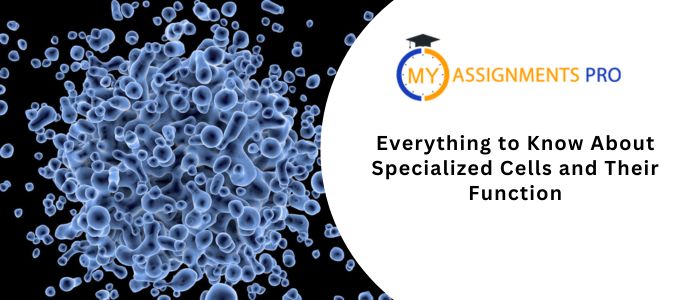 Everything to Know About Specialized Cells and Their Function