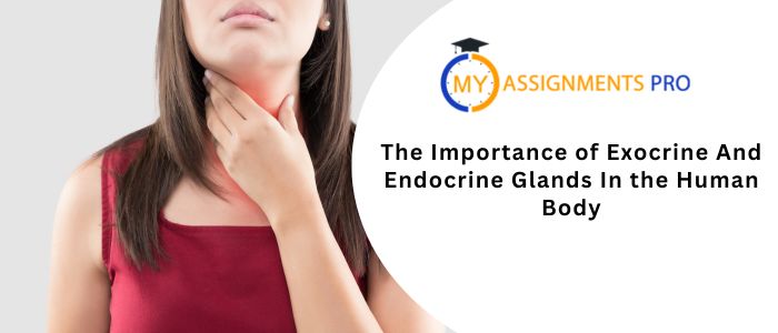 The Importance of Exocrine And Endocrine Glands In the Human Body