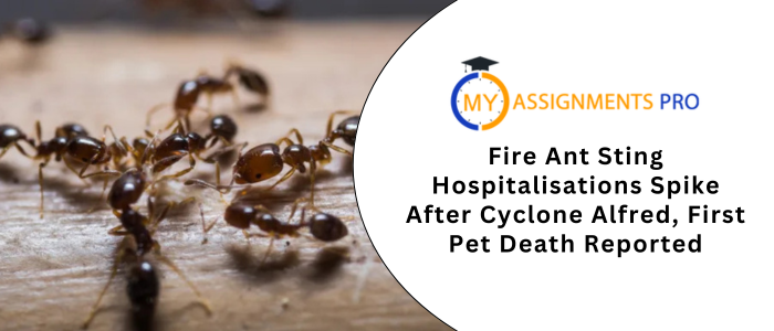 Fire Ant Sting Hospitalisations Spike After Cyclone Alfred, First Pet Death Reported
