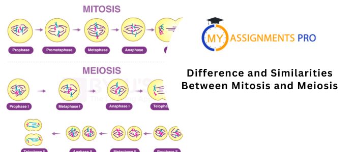 Differences and Similarities Between Mitosis and Meiosis