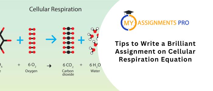 Write a Brilliant Assignment on Cellular Respiration Equation